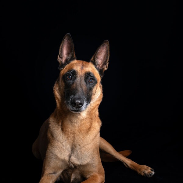 Malinois
