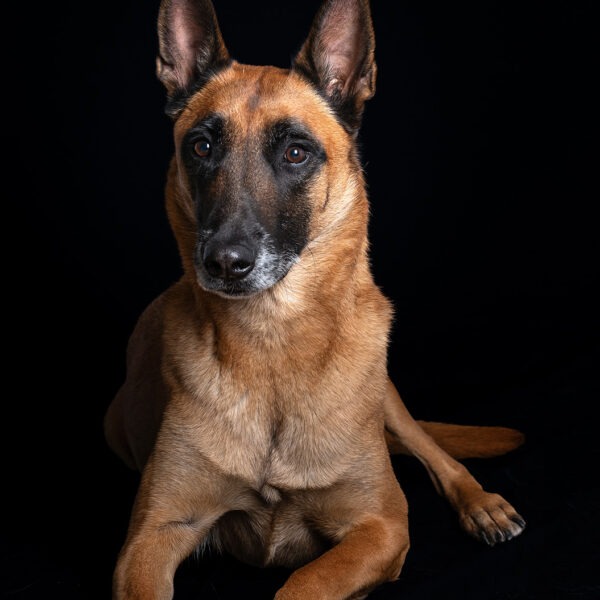Malinois
