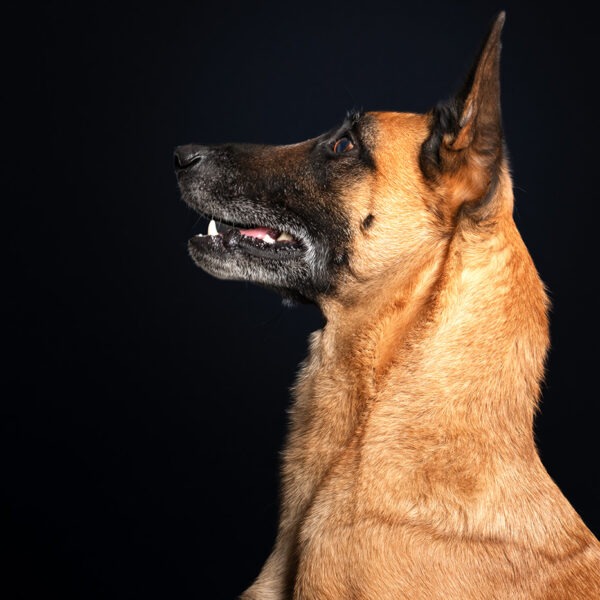Malinois