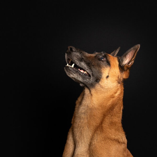 Malinois
